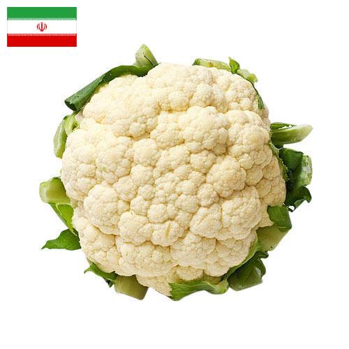 Капуста цветная из Ирана