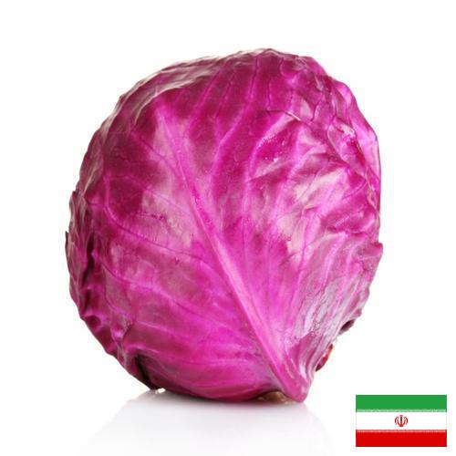 Капуста краснокочанная из Ирана