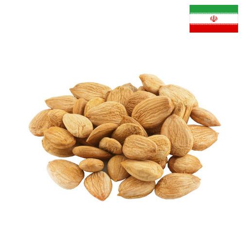 косточки абрикоса из Ирана