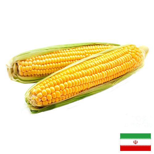 Кукуруза из Ирана
