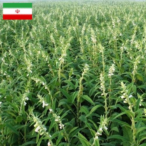 Кунжут из Ирана