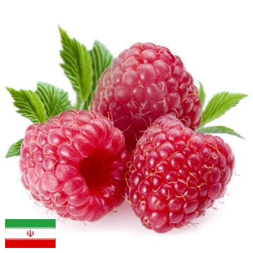 Малина из Ирана