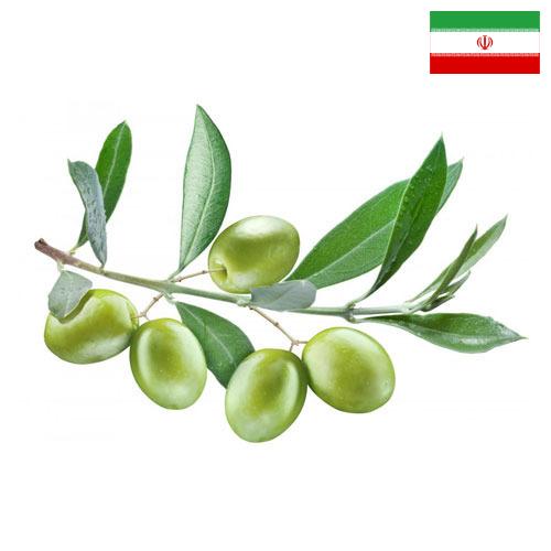 Маслины из Ирана