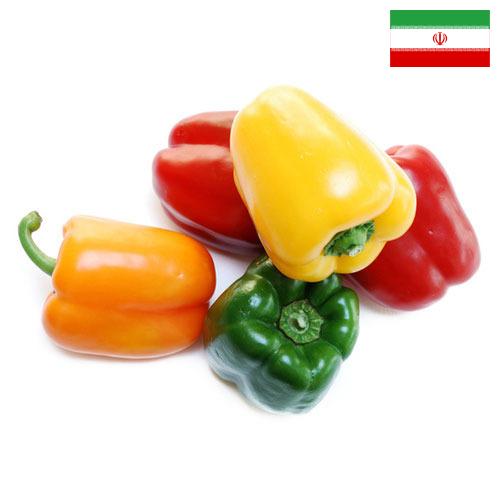 перец сладкий свежий из Ирана