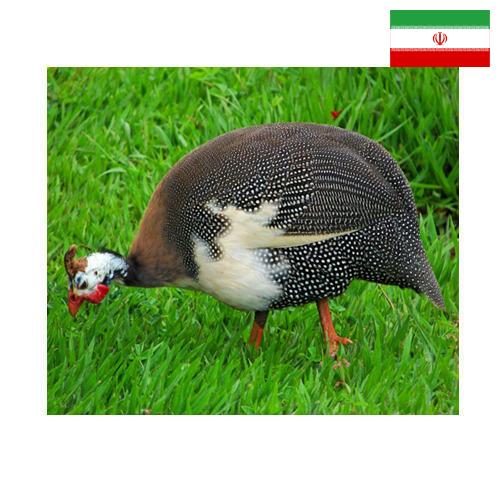 птица из Ирана