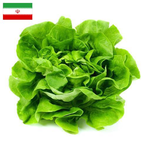 Салат латук из Ирана