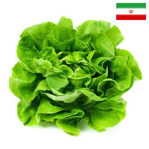 салат из Ирана