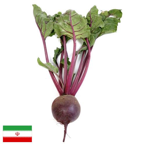 Свекла столовая из Ирана