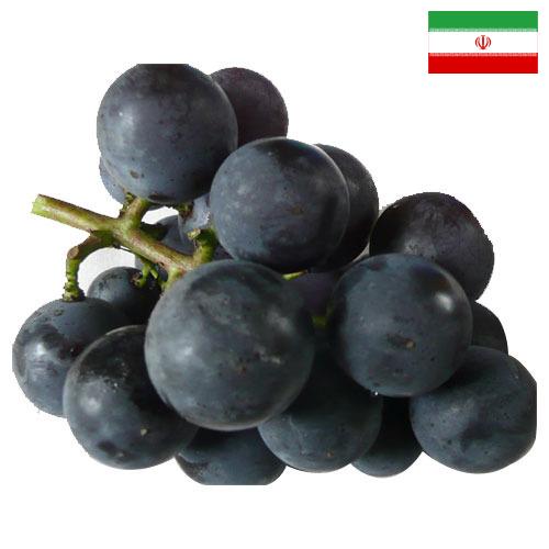 виноград столовый из Ирана