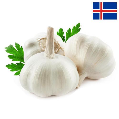 Чеснок из Исландии