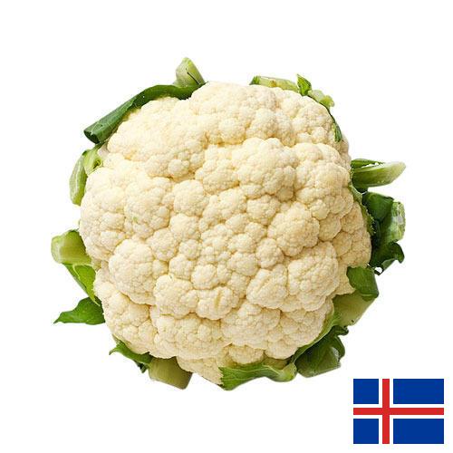 Капуста цветная из Исландии