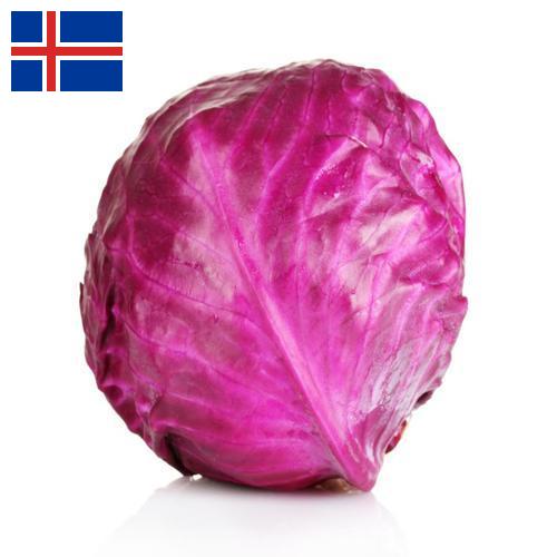 Капуста краснокочанная из Исландии