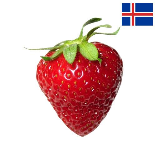 Клубника из Исландии