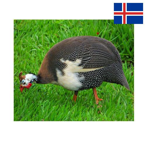 птица из Исландии