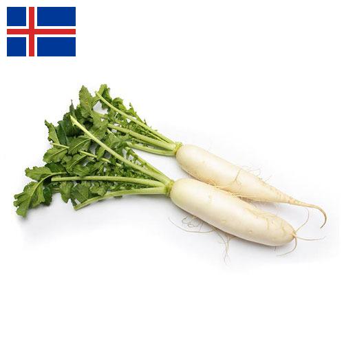 Редька из Исландии