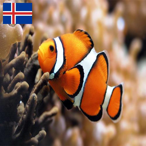 рыба из Исландии