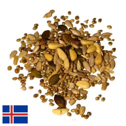 Семена из Исландии