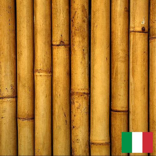 Бамбук из Италии