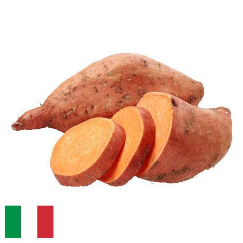 батат из Италии