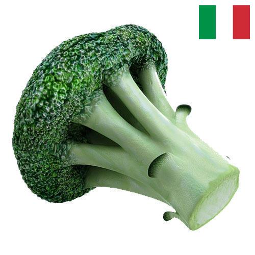 брокколи из Италии