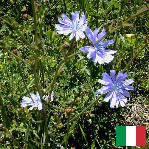 Цикорий из Италии