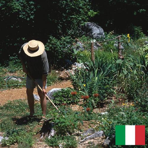 Цветы садовые из Италии