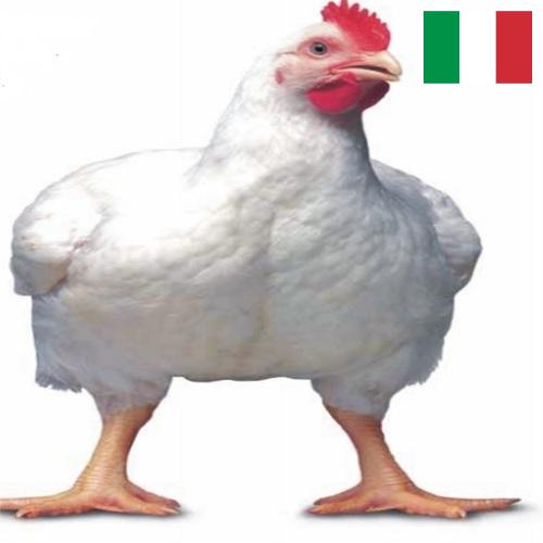 Цыплята-бройлеры из Италии