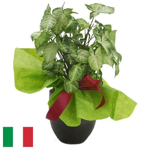 Декоративные растения из Италии