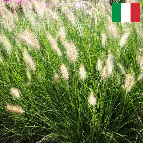 Декоративные травы из Италии