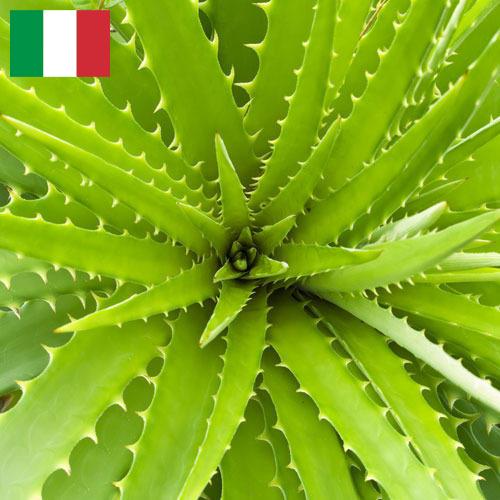 экстракты растений из Италии