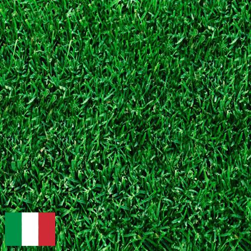 Газонная трава из Италии