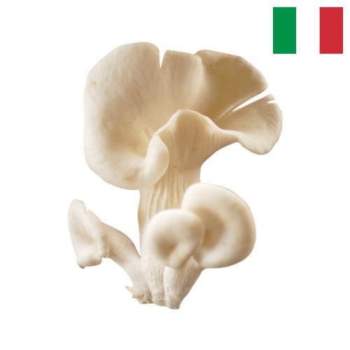 грибы вешенки из Италии