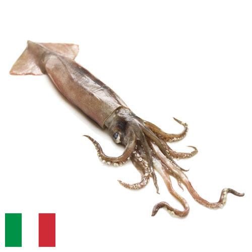 Кальмары из Италии