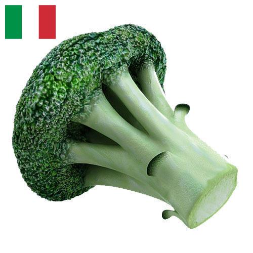 Капуста брокколи из Италии