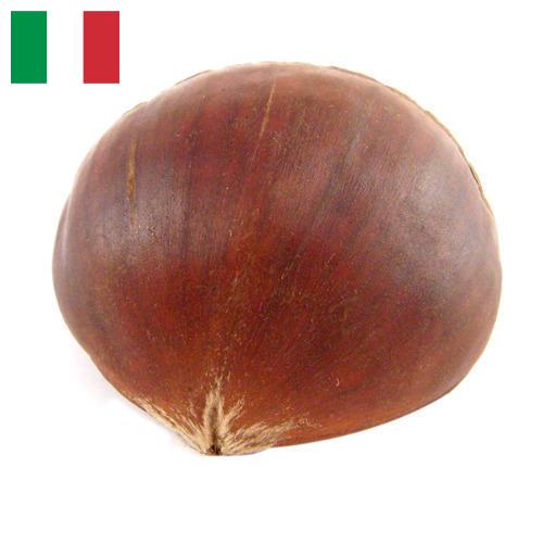 Каштан из Италии