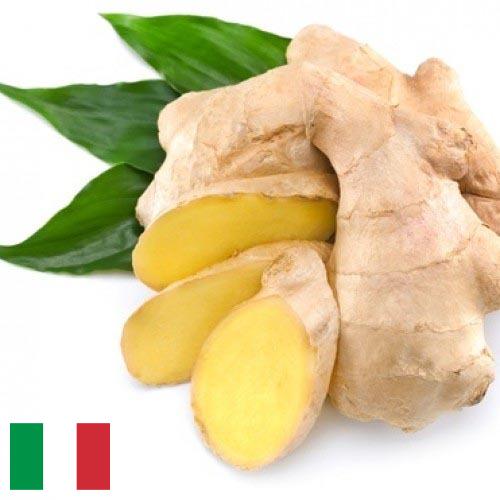 корень имбиря из Италии