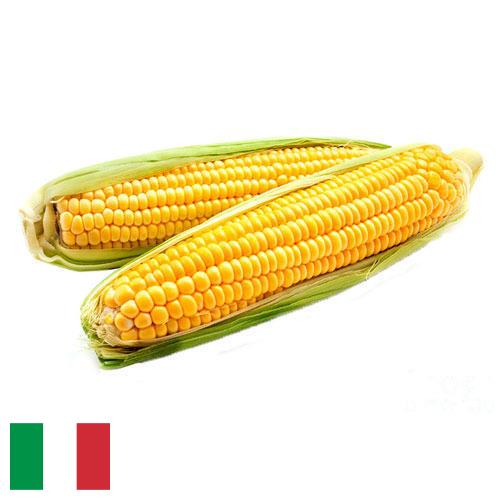 Кукуруза из Италии
