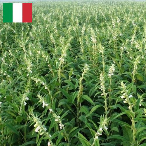 Кунжут из Италии