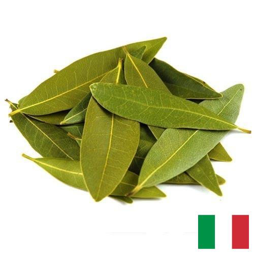 Лавровый лист из Италии