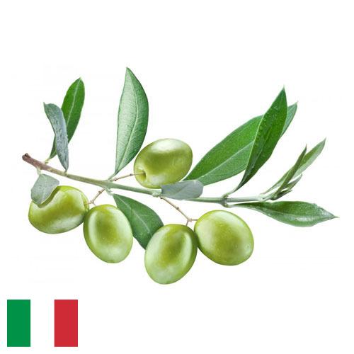 маслины оливки из Италии