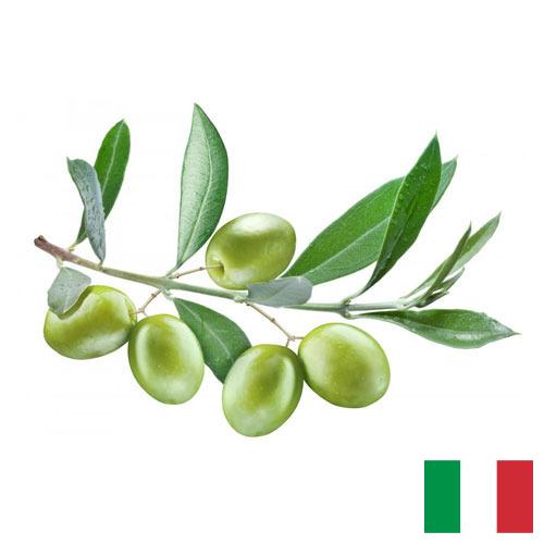 Маслины из Италии