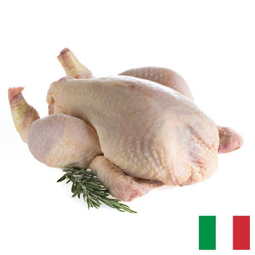 мясо птицы тушка из Италии