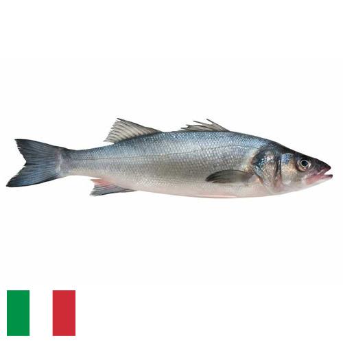 Окунь морской из Италии
