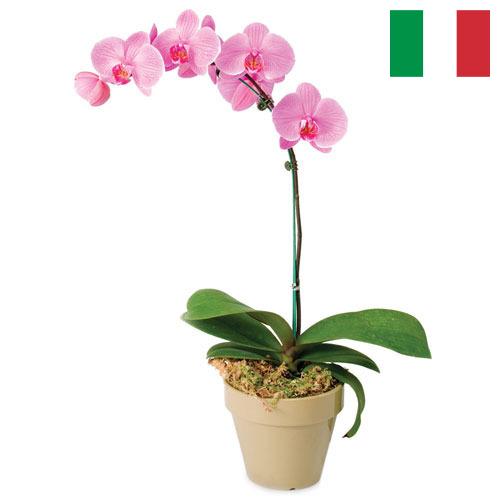 Орхидеи из Италии