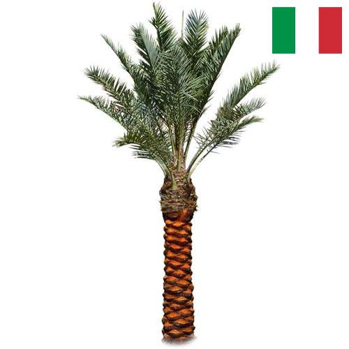 Пальмы из Италии
