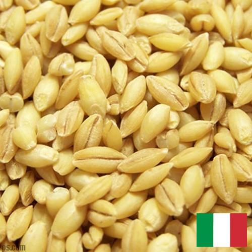 перловка из Италии