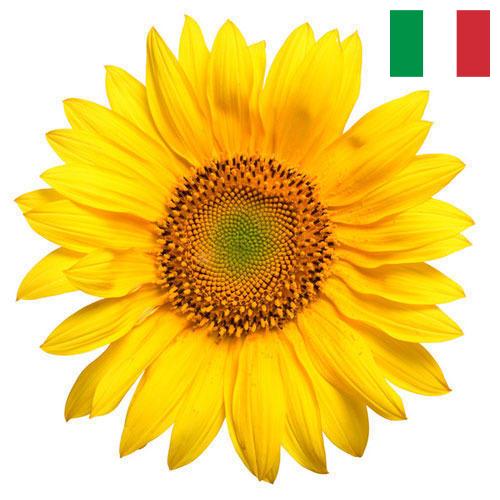 Подсолнечник из Италии