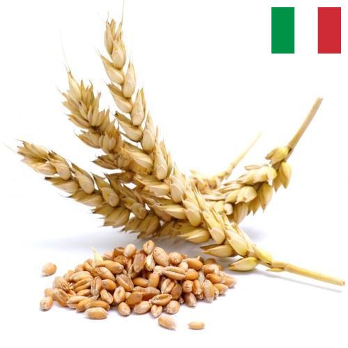 Пшеница из Италии
