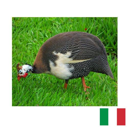 птица из Италии