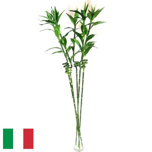 Растения искусственные из Италии